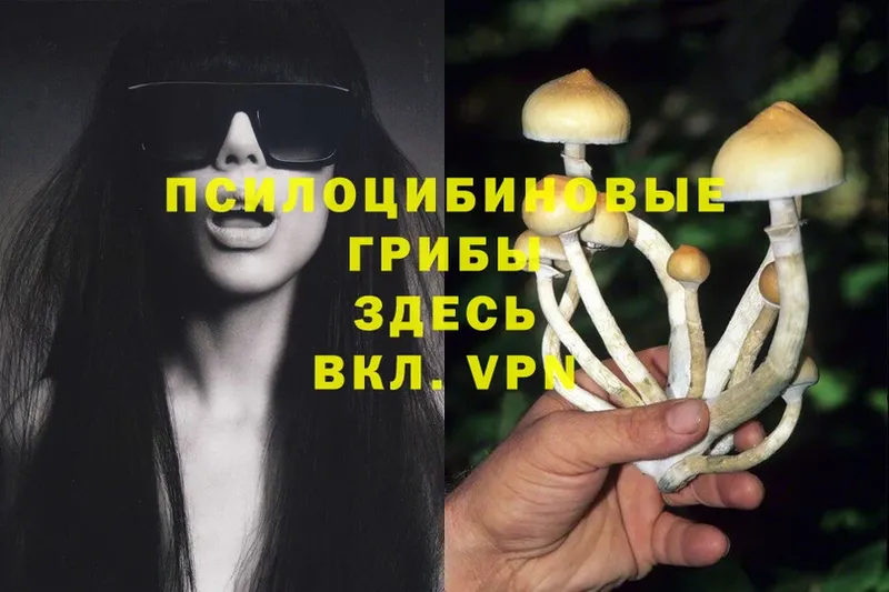 дарнет шоп  мега как войти  Псилоцибиновые грибы Psilocybine cubensis  нарко площадка наркотические препараты  Зарайск 